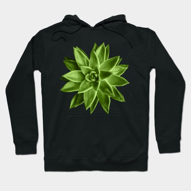 Greenery succulent Echeveria agavoides flower Hoodie by PLdesign